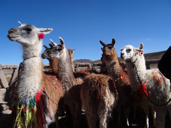 Reunidas para trabajar