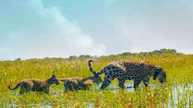 Esteros del Ibera,  Experiencia Aguape Lodge