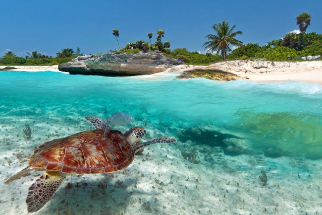 Playa del Carmen,  Riviera Maya,  Mexico