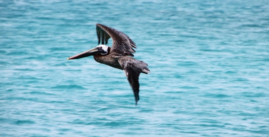 Si viajas a Aruba, esto te interesa!