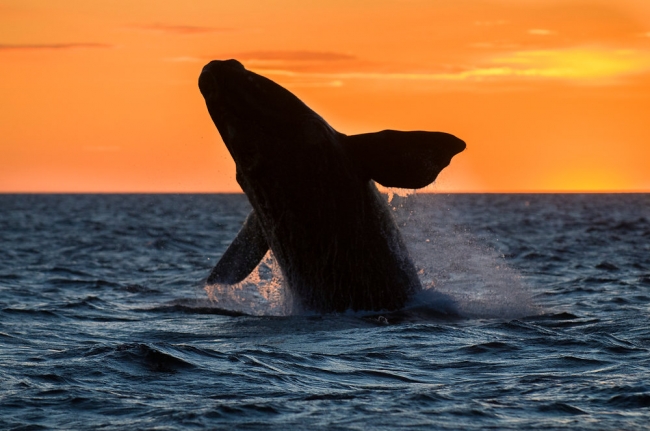 Puerto Madryn, Chubut, Argentina
