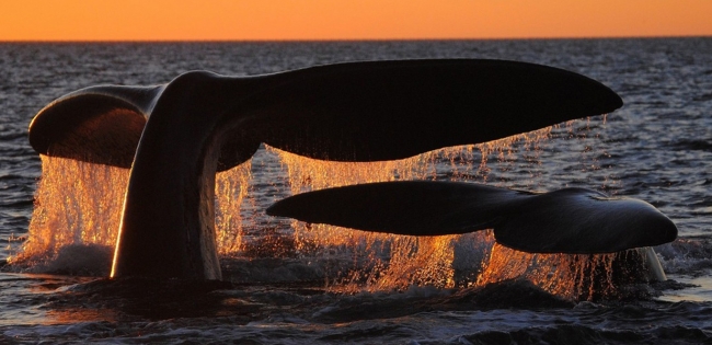 Puerto Madryn, Chubut, Argentina