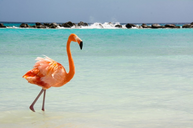 Aruba, Caribe 🏖️ 🦩🩱🩴🩳🍹