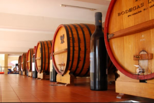 Mendoza, Bodegas & Olivares 🍷🍇🫒, Argentina 