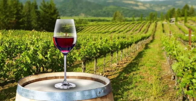Mendoza, Bodegas & Olivares 🍷🍇🫒, Argentina 
