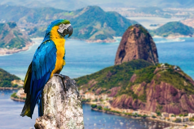 Rio de Janeiro, Brasil 🦜🎶 Verano 2026🦜🎶