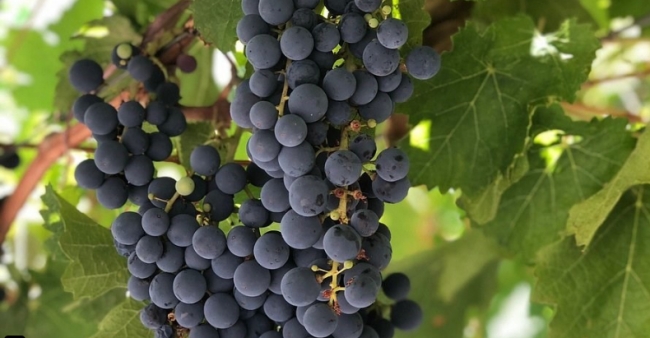 Salta & la ruta del vino de altura, Norte Argentino