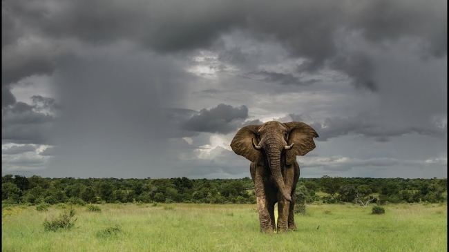 Lo Mejor de SUDAFRICA  🌍🐘🐒🐅🦓🦍🪘🛖🌄 Salida Grupal 2026