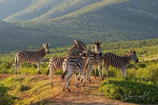 Lo Mejor de SUDAFRICA  🌍🐘🐒🐅🦓🦍🪘🛖🌄 Salida Grupal 2026