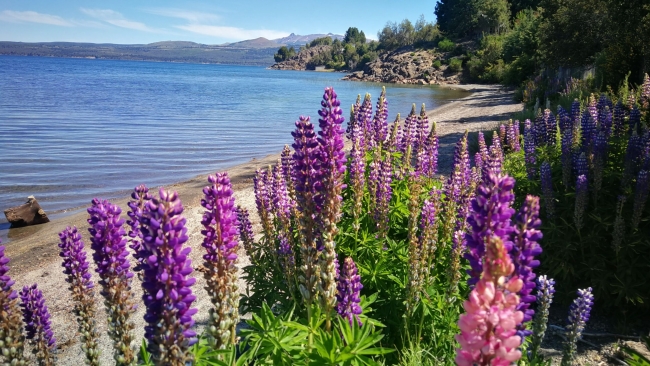 Villa Pehuenia, Neuquen, en Bus  🚌📸 🌟VERANO26🌟