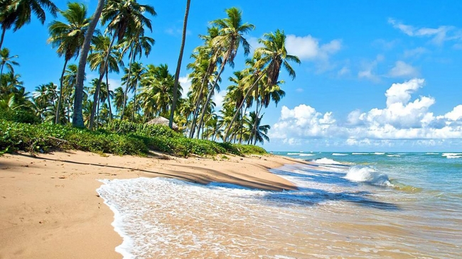  Praia do Forte, Brasil  ⛱️🐠🩴