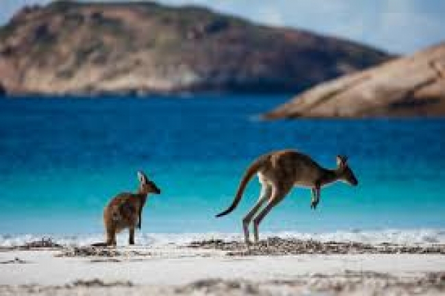 AUSTRALIA - CIUDADES Y GRAN BARRERA DE CORAL