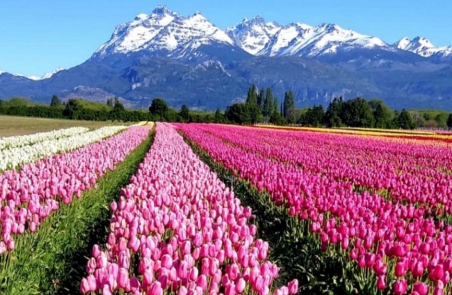 Campo de tulipanes en Trevelin  Rio Negro, Argentina🌄🚵‍♂️🌷🌷🌷🫶🏻-