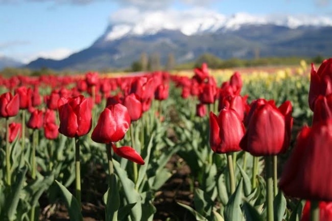 Campo de tulipanes en Trevelin  Rio Negro, Argentina🌄🚵‍♂️🌷🌷🌷🫶🏻-