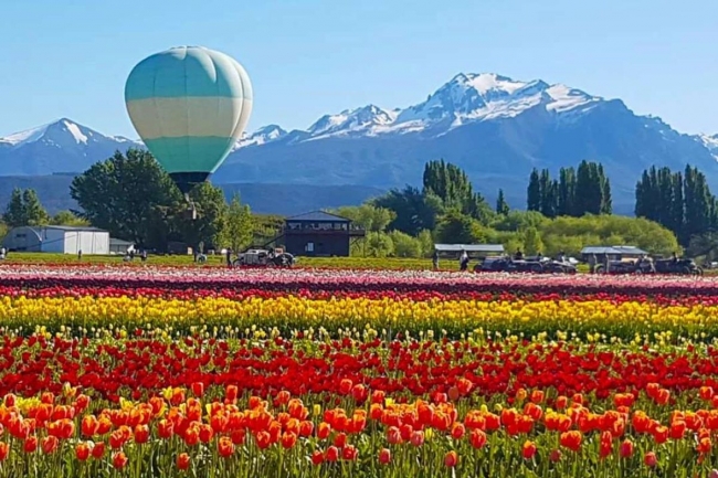 Campo de tulipanes en Trevelin  Rio Negro, Argentina🌄🚵‍♂️🌷🌷🌷🫶🏻-