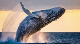 Puerto Madryn, Chubut, Argentina 🐋octubre🐋