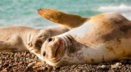 Puerto Madryn con Peninsula de Valdes, Chubut, Argentina 🐋🐧🌊💫