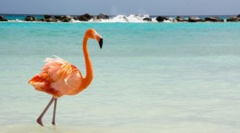 🦩Aruba, Caribe🦩en cuotas☀️VERANO26☀️