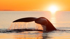Puerto Madryn, Chubut, Argentina  📌Noviembre 🐋