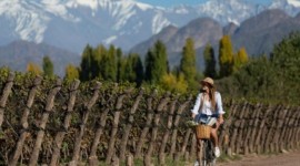 Mendoza, Bodegas & Olivares 🍷🍇🫒, Argentina 