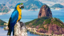 Rio de Janeiro, Brasil 🦜🎶 Verano 2026🦜🎶