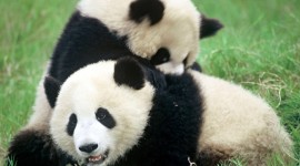 CHINA: Encuentro con los Osos Panda  🐼⛩️🏯🍜🍚🐼  Salida Grupal